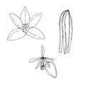 Set of vanilla plant, flower, pods and leaf, vector illustration, sketch