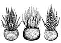 Set of variegated snake plants in woven pots.