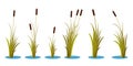 Set of variety autumn reeds with leaves on stem. Reed plant. Flat vector illustration isolated on white background. Clip art for