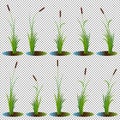 Set of 10 variety reeds with leaves on stem. Reed bulrush plants. Flat vector illustration isolated on transparent background.