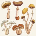 Set with a variety of vintage colorful realistic mushrooms.