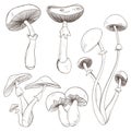 Set with a variety of vintage mushrooms.