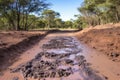 set of various animal footprints on muddy safari trail Royalty Free Stock Photo