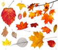 Set of various autumn leaves isolated on white