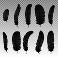 Set of various black bird feathers on a transparent background. Collection 3d realistic style soft fluffy macro swan