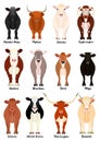Set of various breeds cow at front view Royalty Free Stock Photo