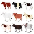 Set of various breeds cow at side view