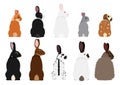 set of various breeds of pet rabbits Royalty Free Stock Photo