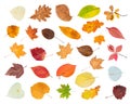 Set of various colorful autumn leaves cut out Royalty Free Stock Photo