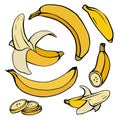 Set of various contour color sketch of bananas. Whole, ripe, banana slices. A tropical juicy treat. Vector colorful outline object