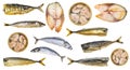 Set of various cooked and raw mackerel fishes