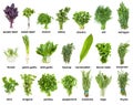 Set of various culinary herbs with names isolated Royalty Free Stock Photo