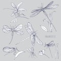 Set of various dragonflies in different poses. Monochrome hand drawn collection flying adder. Vector illustration.