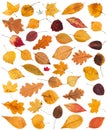 set of various dried autumn fallen leaves isolated Royalty Free Stock Photo