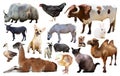 collection farm animals