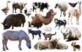 collection farm animals