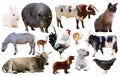 collection farm animals