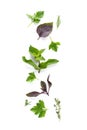 Set of various fresh herbs isolated on white background Royalty Free Stock Photo