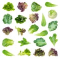 Set of various fresh lettuces and kale cutout