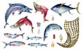 Set of various fresh sea fish watercolor illustration isolated on white. Fish net and tuna, salmon, herring, anchovy
