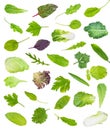 Set of various single leaves of garden greens