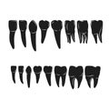 set of various human tooth. Vector illustration decorative design Royalty Free Stock Photo