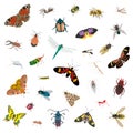 Vector set of various insects. Isolated object of beetle,fly,butterflies,bees,dragonfly etc.Flat insects icons set Royalty Free Stock Photo