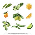 Set of various isolated vegetable watercolor illustration for decorative use