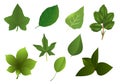 Set of various leaves, cdr vector Royalty Free Stock Photo