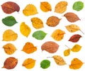 set of various leaves of elm trees isolated Royalty Free Stock Photo