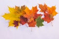 Set of various leaves of maple trees isolated on white background.Variegated Autumn Fresh maple leaves. Maple leaf. Copy Royalty Free Stock Photo