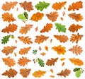 set of various leaves of oak trees isolated Royalty Free Stock Photo