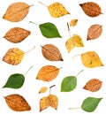 set of various leaves of poplar trees isolated