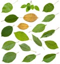 set of various leaves of prunus trees isolated