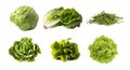 A set of various lettuces. Cutout salads on a white background. Iceberg, Romaine, Curly lettuce, arugula isolate Royalty Free Stock Photo