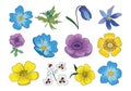 a set of various painted vector flowers, anemones, arrowheads, buttercups