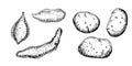 Set of various potatoes vector illustration isolated on white. Whole of batata ink outline hand drawn. Tuber potato