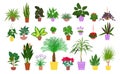 Set of various potted tropical houseplants. Flat style stock vector