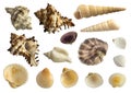 Set of Various Sea Shells Isolated on White Background