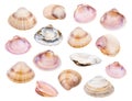 Set of various shells of clams isolated on white