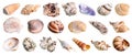 Set of various shells of mollusks cutout on white