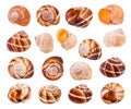 Set of various shells of roman snails isolated