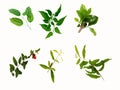 Set of various top tree of green leaves