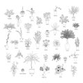 Set of various tropical house plants in planters, with names. Black line art style.