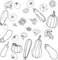 Set of various vegetables - vector illustration: tomatoes, broccoli, eggplants, pumpkins and zucchini