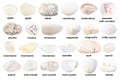 Set of various white gemstones with names isolated