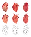 Set of vector anatomical hearts in graphics and color 3 styles Royalty Free Stock Photo