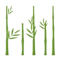 Set of vector bamboo isolated on white