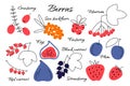 Set of vector berries. Cranberry, sea buckthorn, foxberry, viburnum, figs, black currant, red current, strawberry, plum
