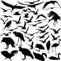 Set of vector birds Royalty Free Stock Photo